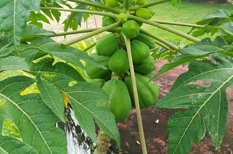 Buenas prácticas agrícolas para mejorar producción en el campo villavicense