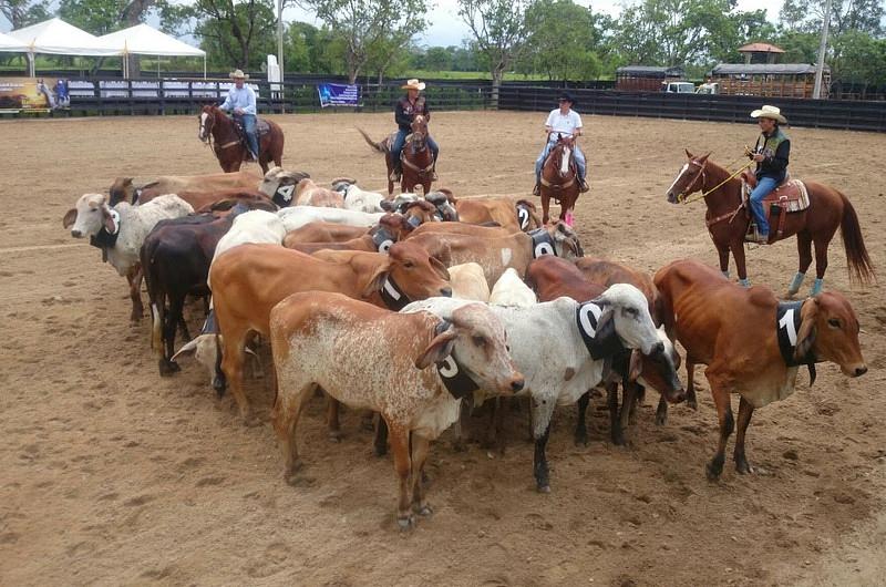 Campeonato Mundial de Team Penning se inaugura este viernes en Villavicencio