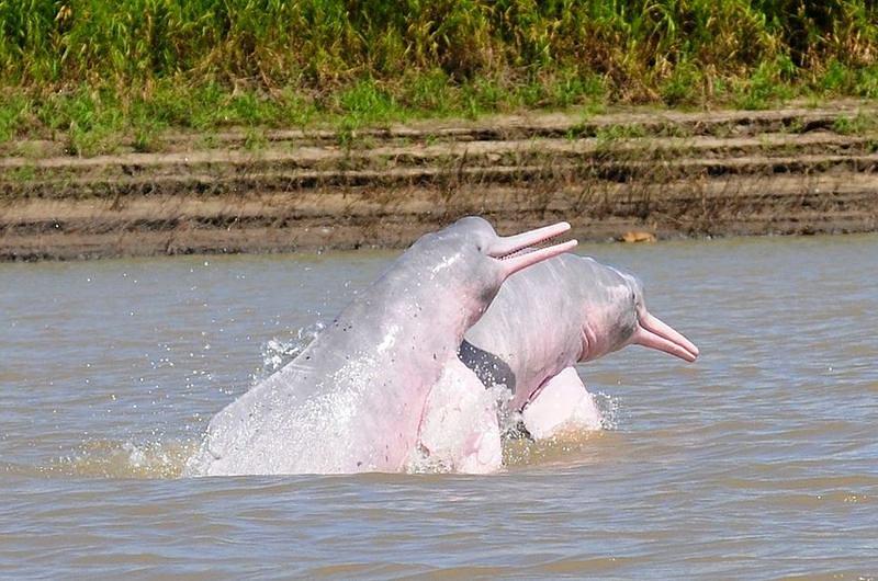 Cormacarena y Fundación Omacha acuerdan proteger delfines rosados en el Meta