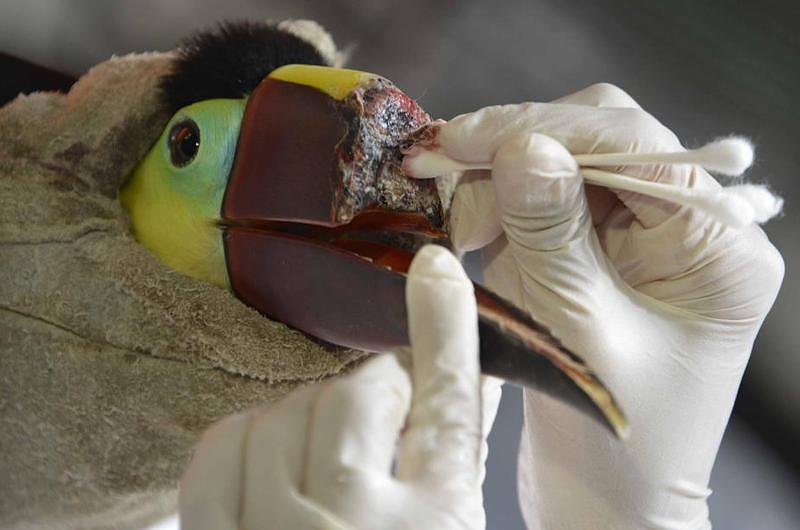 Un tucán podrá tener otra vez su pico con impresión 3D