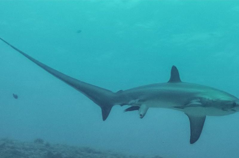 Se registra por primera vez el nacimiento de un tiburón oceánico