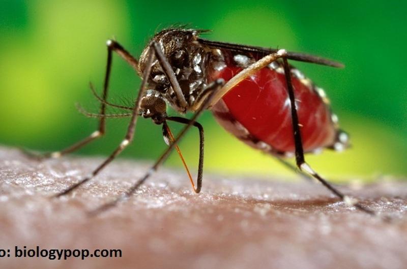 Brote de dengue en Hacaritama y Vizcaya denuncia la comunidad
