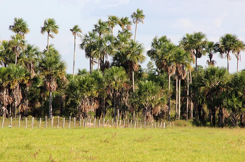 Foro sobre propiedad de la tierra en la Orinoquia se realizará en Villavicencio