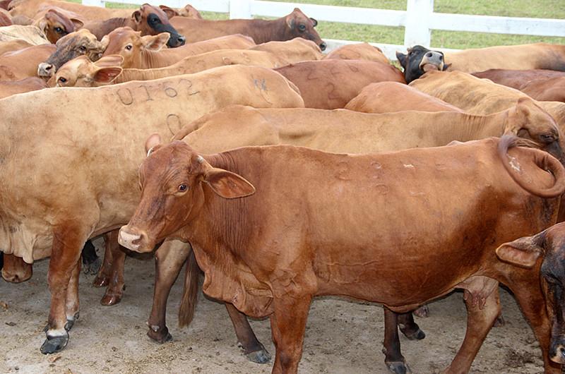 En busca de certificación en buenas prácticas ganaderas para exportar pan de arroz a Estados Unidos