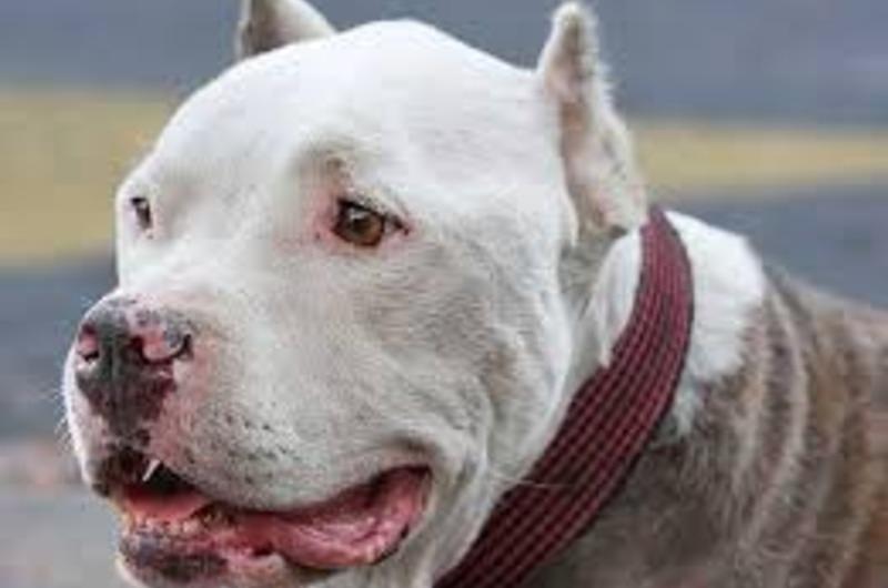 Perro pitbull ataca niño de cinco años de edad