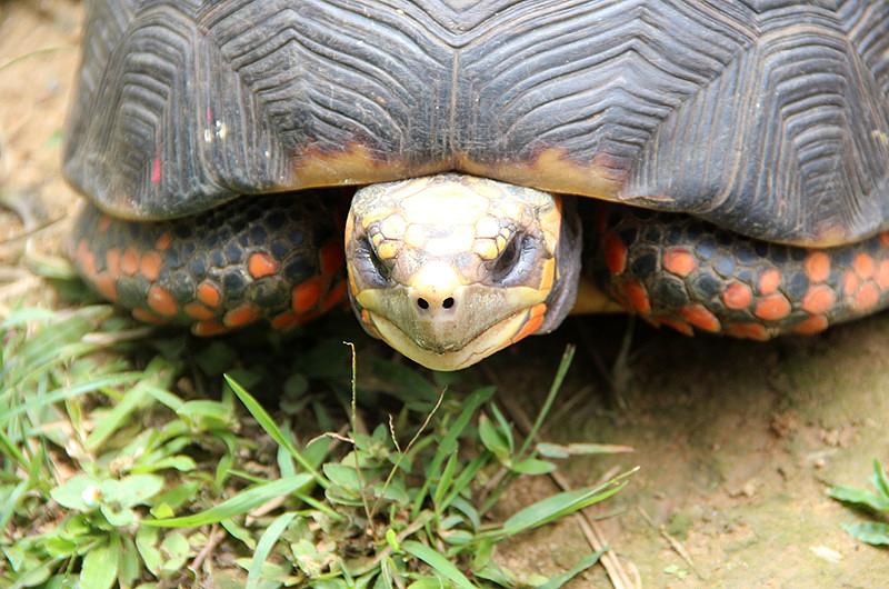 Comienza veda comercial y deportiva de fauna silvestre en el Meta