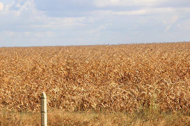 MinAgricultura preside lanzamiento de nueva variedad de sorgo en el Meta