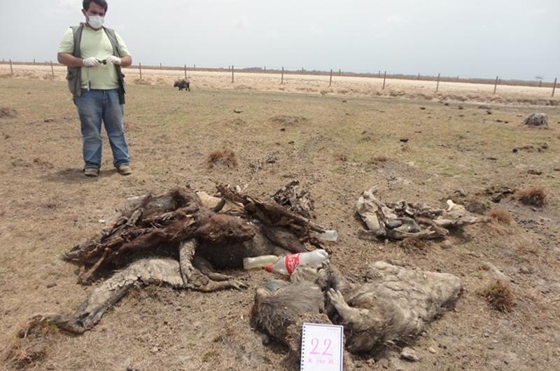 Estudiantes de Unillanos van a atender animales en zona de desastre ambiental en Casanare