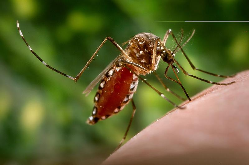 Se unen en el Meta en contra del Chikunguña