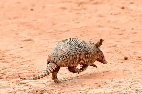 El conocimiento de la biodiversidad en sus áreas de influencia promueve Pacific Rubiales