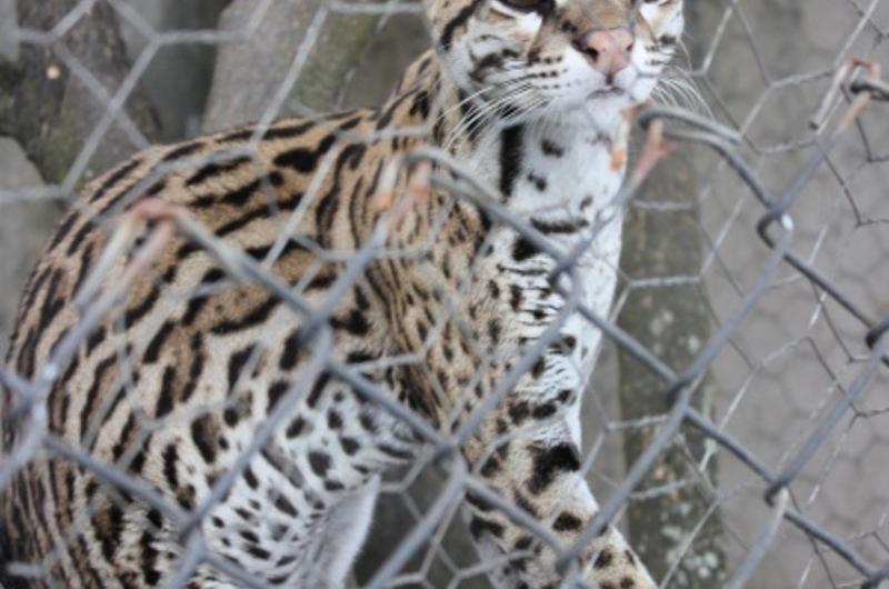 Rescatan ocelote en Villavicencio