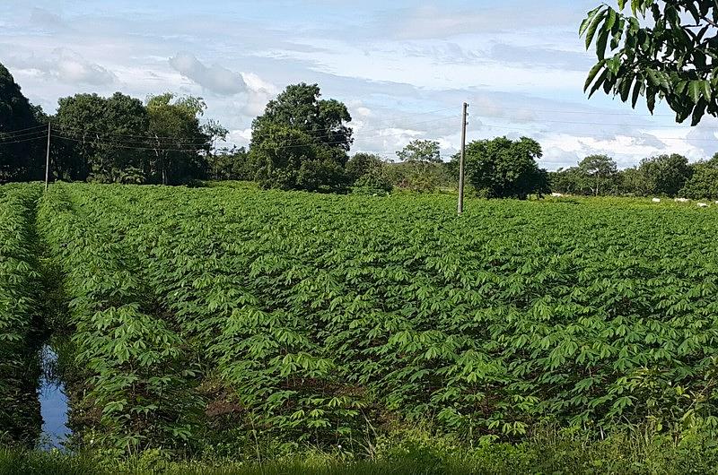 Lea aquí resultados destacados del Censo Nacional Agropecuario