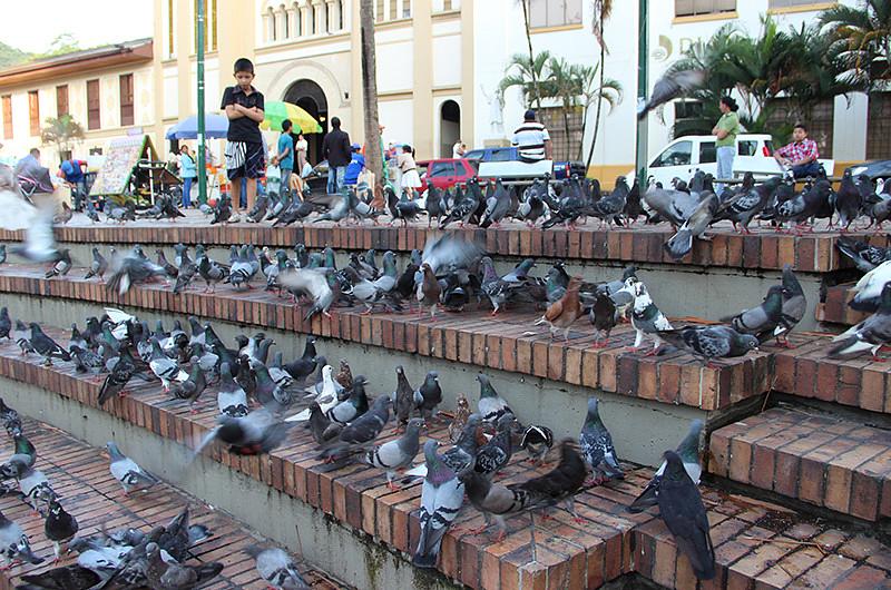 Unillanos investiga si palomas y loros son portadores de enfermedades zoonóticas