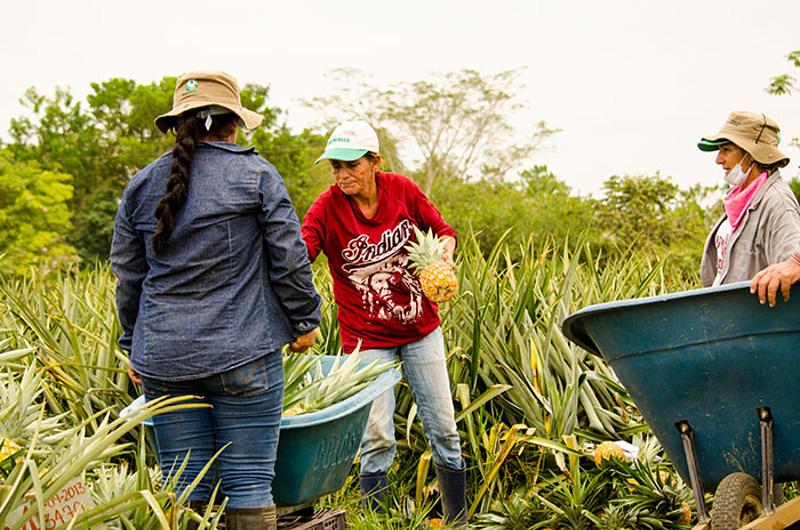 Agrodeco El Silencio, modelo de alianza público privada promovido por Pacific, beneficia campesinos de Meta y Casanare