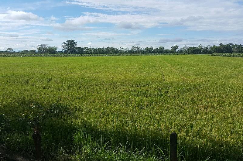 Fedearroz rechaza recorte presupuestal para el agro colombiano