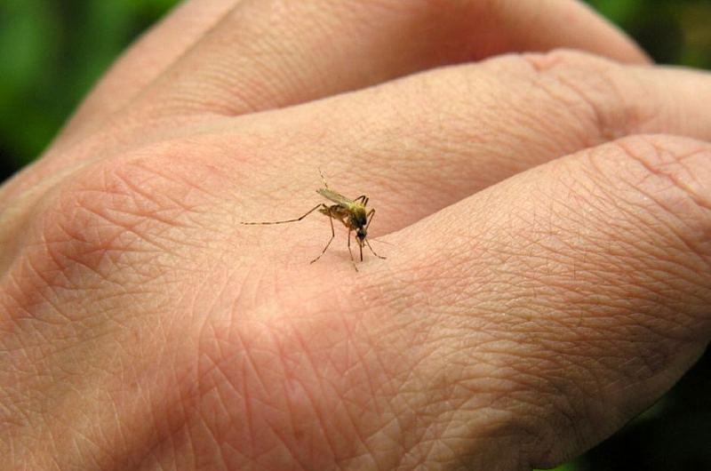 Confirman primer caso de Chikungunya en Villavicencio