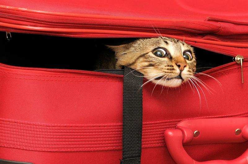 ¿Viajar con tu gato es un problema?