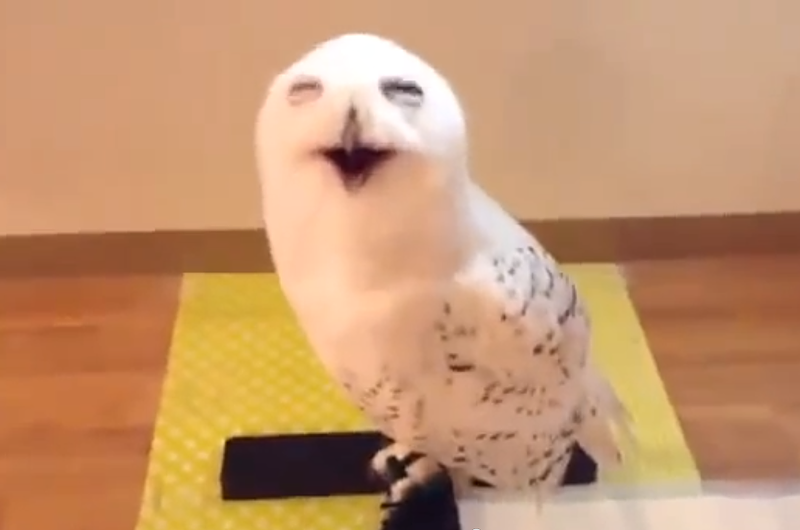Un Búho blanco con una encantadora sonrisa