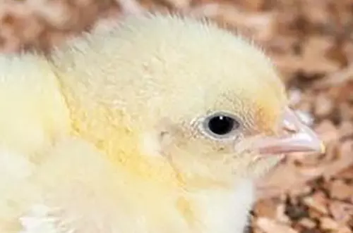 Actualizan requisitos sanitarios para importar carne de aves