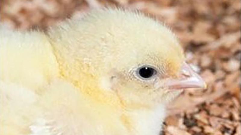 Actualizan requisitos sanitarios para importar carne de aves
