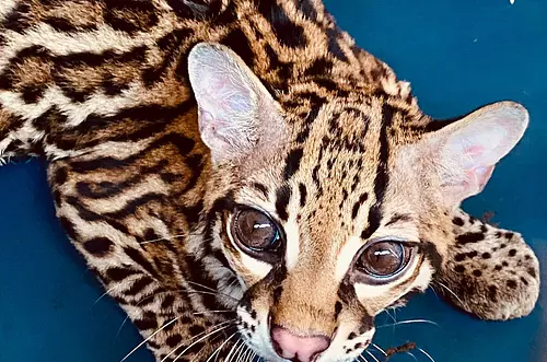 Más de 9 mil animales han sido rescatados en Meta