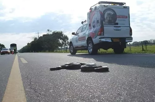 ¿Cómo rescatar un animal silvestre?