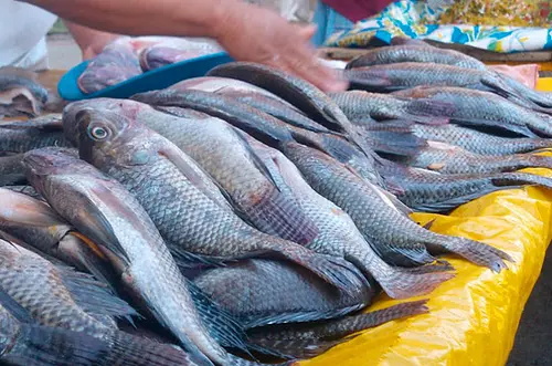 Pescado a 5 mil pesos en Villavicencio