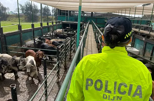 Cayeron ‘Los Cuatreros’, dedicados al robo de ganado en Meta
