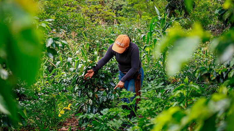 Gobierno firma decreto para la industrialización del campo