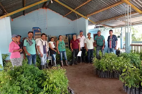 Familias rurales del Guaviare siembran más de 84.900 árboles