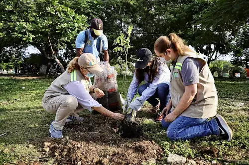 Ecopetrol y campesinos plantan 62,398 árboles en Meta