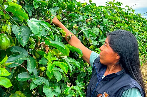 Gobierno da 19 mil hectáreas a resguardos indígenas