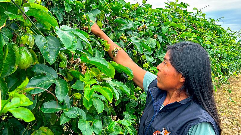 Gobierno da 19 mil hectáreas a resguardos indígenas