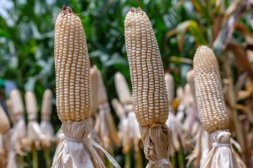 El maíz tecnológico que revoluciona la industria alimenticia