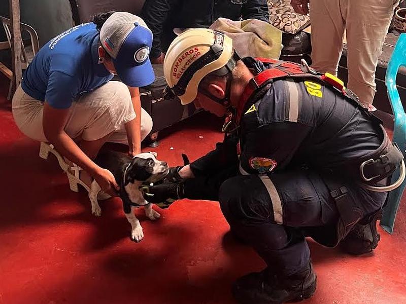 Rescatan cachorro de un abismo en la antigua vía a Bogotá