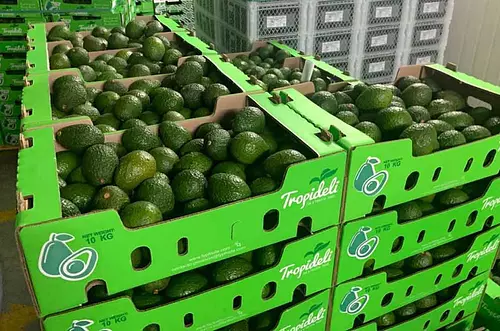Colombia impulsa exportación de aguacate Hass al mundo