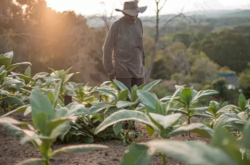 Gobierno compra 3.000 hectáreas para firmantes de paz