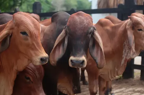 Colombia exporta carne a más de 93 paises