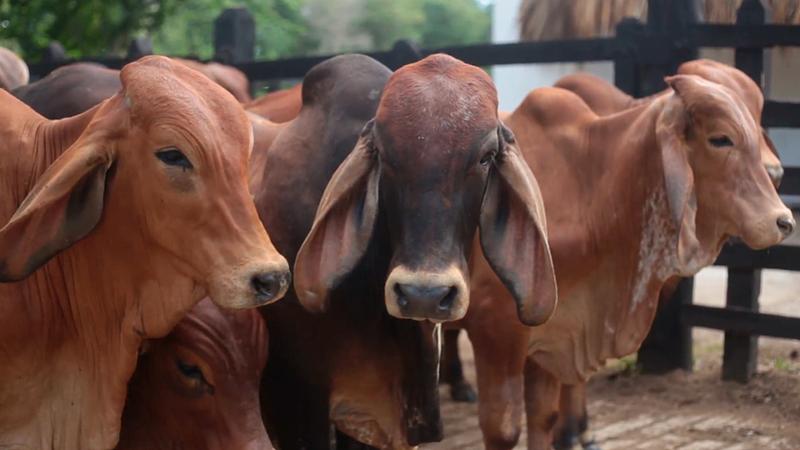 Colombia exporta carne a más de 93 paises