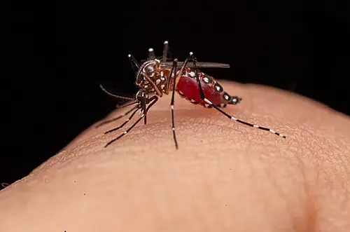 El Niño y La Niña disparan alerta de dengue en Colombia
