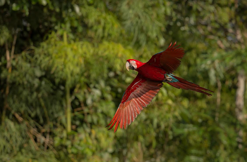 COP16: Colombia impulsa un cambio por la biodiversidad