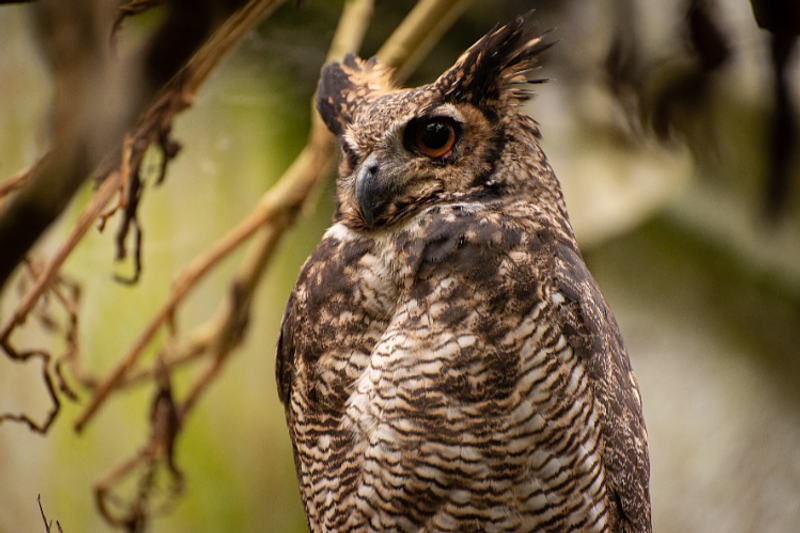 Colombia lidera la COP16: biodiversidad en el centro global