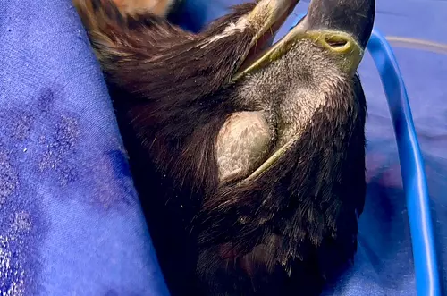 Rescate de águila real: símbolo de esperanza y lucha