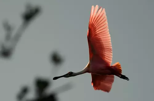 Aviturismo impulsa desarrollo rural en Colombia