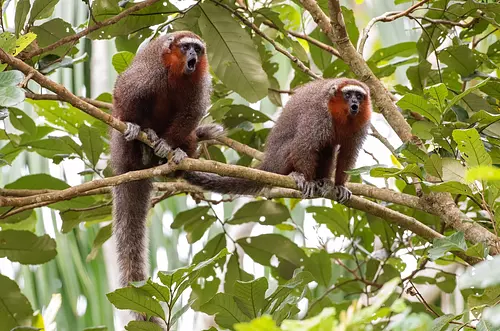 El Meta alberga el 15% de especies silvestres en Colombia