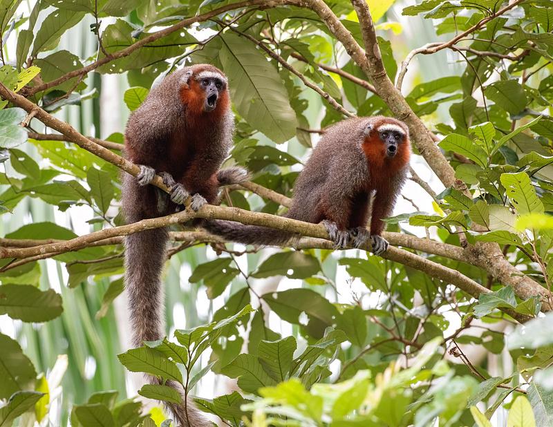 El Meta alberga el 15% de especies silvestres en Colombia