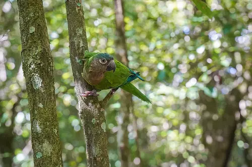El Meta destaca su biodiversidad en la COP16