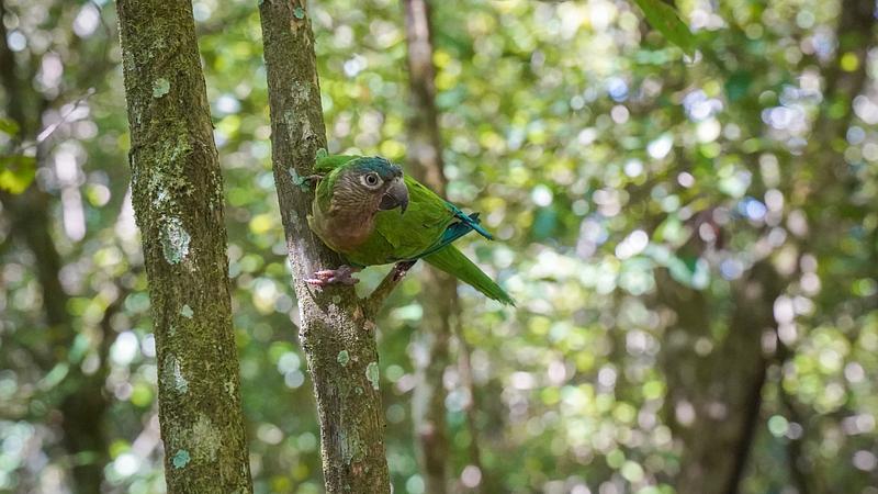 El Meta destaca su biodiversidad en la COP16