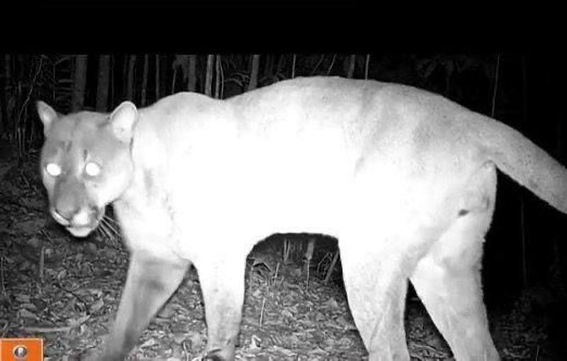 Cormacarena Implementa Innovador Monitoreo de Fauna