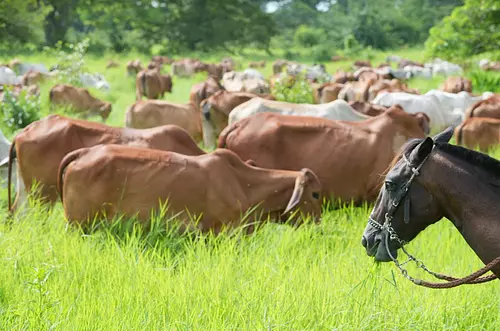 Ganadería regenerativa en Colombia, un modelo que transforma